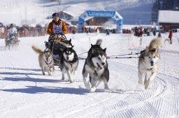 Lenk 2013